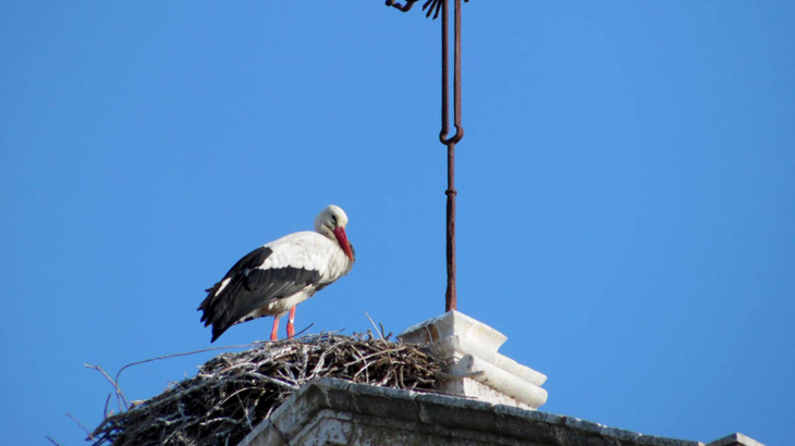 Algarve Faro Storch auf Kirchturm